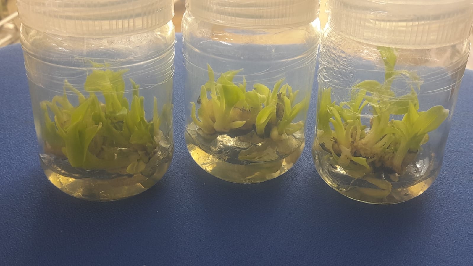 Tissue Culture Jar