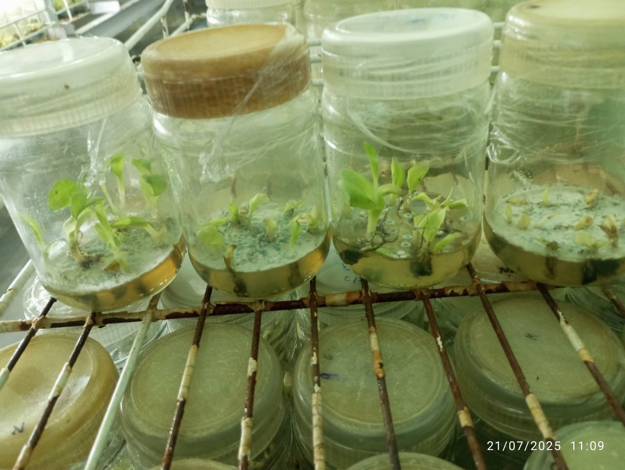Uniform Harvest