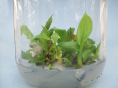 1 Foot Plantlet